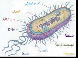 بنية الخلية الجرثومية