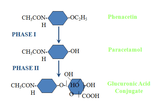 An Example of Phase I and IIBiotransformation:مثال على مرحلتي العبور الحيوي 