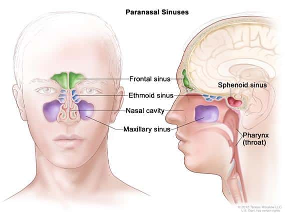 كشف التهابات وأورام الجيب الفكي Maxillary Sinus شعاعياً