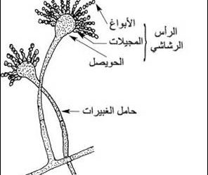 الرشاشية Aspergillus