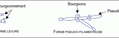 داء المبيضات Candidiasis