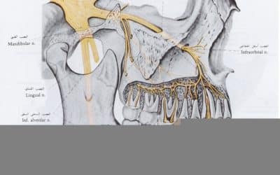 التعصيب اللبي Pulpal Innervation