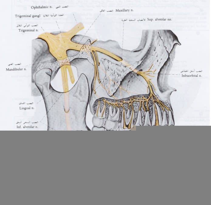 التعصيب اللبي Pulpal Innervation