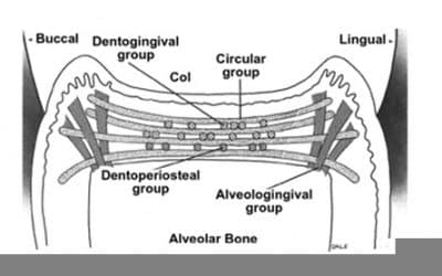 الربـاط ماحـول السني Periodontal Ligament