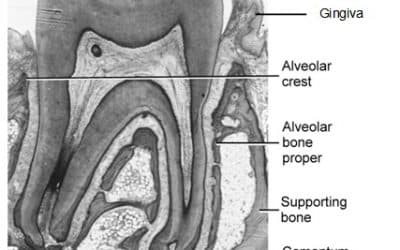 العظم السنخي Alveolar Bone