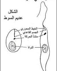 الليشمانية Leishmania