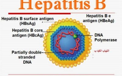 التهاب الكبد b