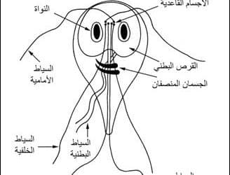 الجياردية اللمبلية Giardia lamblia