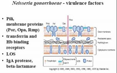 النيسيرية البنيةNeisseria Gonorrheae