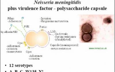 النيسيـريات السحائيــةNeisseria Meningitidis