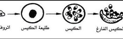 المتكيسة الرئوية الجيروفيسية Pneumocystis jiroveci