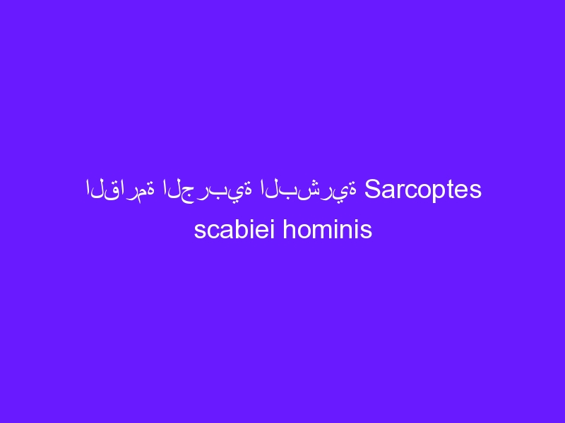 القارمة الجربية البشرية Sarcoptes scabiei hominis